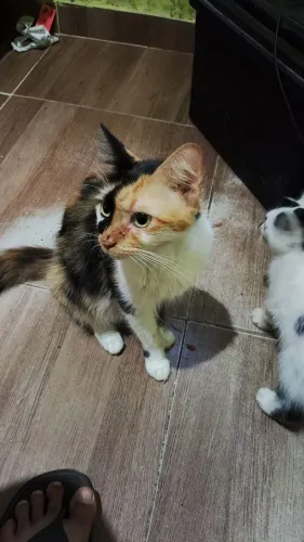 Gata para adoção 