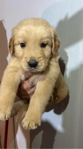 Golden retriever