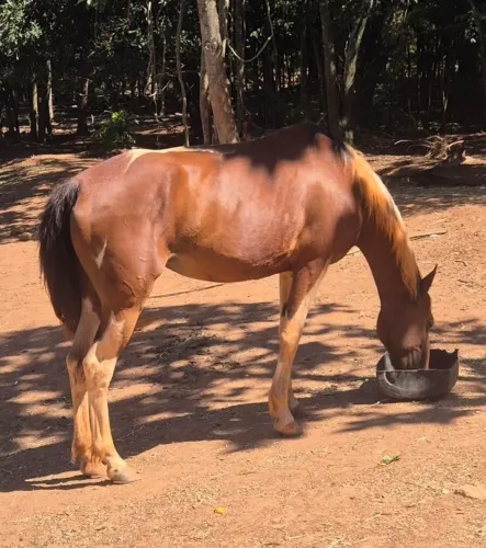 Égua Pampa de Castanho 