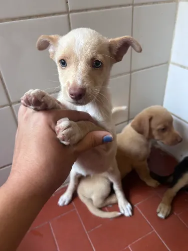 FILHOTE DE CACHORRO, 45 dias 