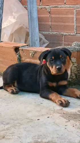 Filhotes de Rottweiler fêmeas