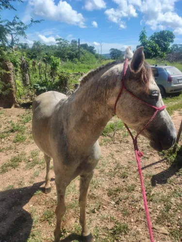 Cavalo 