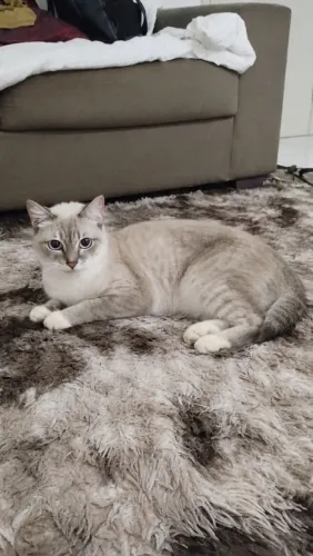 Gatos para adoção