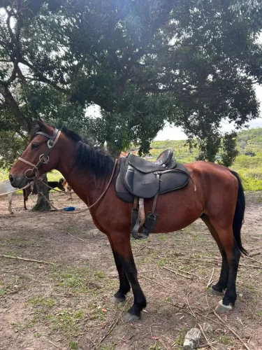 VENDE-SE CAVALO