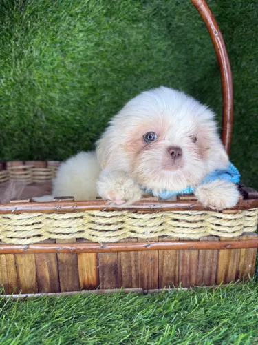 Shih tzu mini