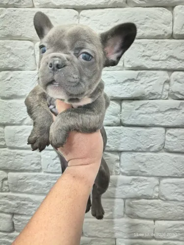 Bulldog francês exótico