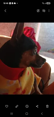 Filhotes de pincher 0com número 1