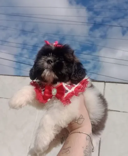 Shih Tzu Fêmea disponível 