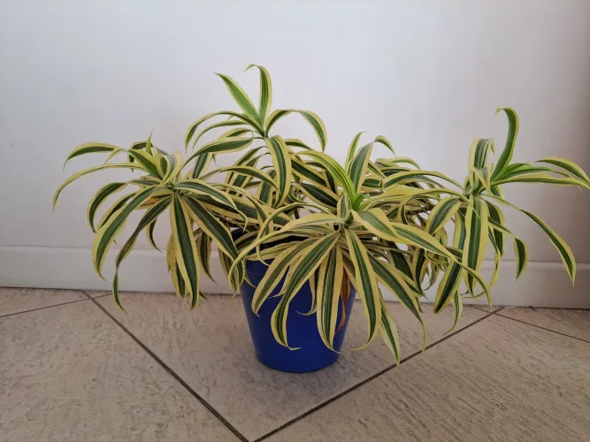 Vaso de planta com cachepô azul