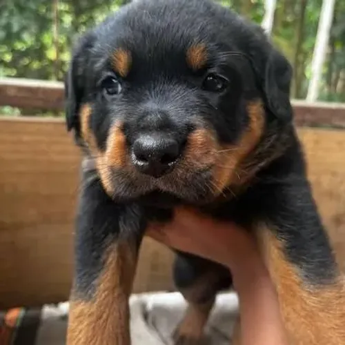 Rottweiler filhotes