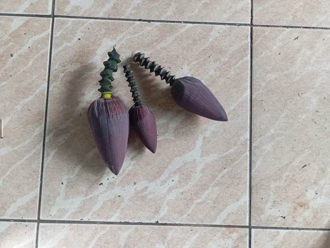 Umbigo de bananeira, três unidades