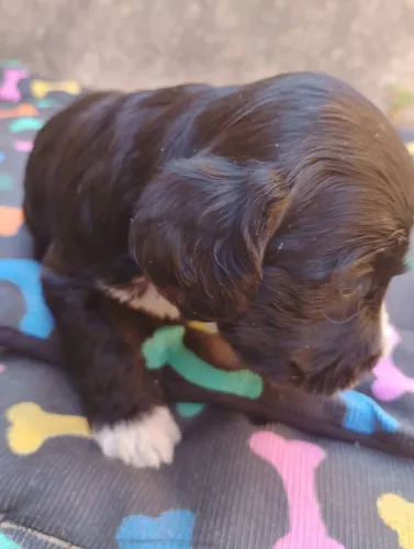Cocker spaniel inglês leia descrição