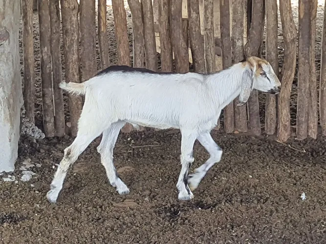 Cabrito selecionado para futuro reprodutor