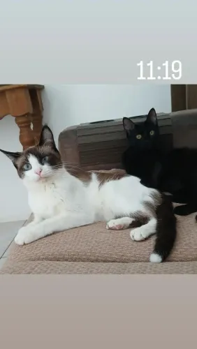 Doação de gatinha