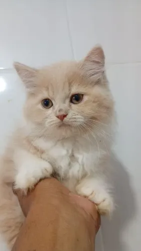 Gato briths shorter 