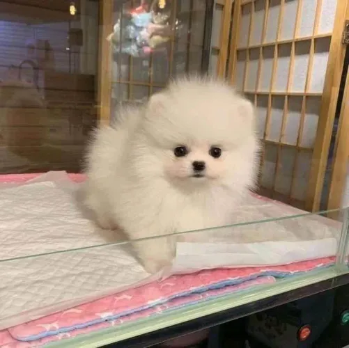Filhote Spitz Alemão, Carinho, Lealdade e Muitas Lambidas em Um Só Pacote!