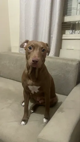 Doação responsável Pitbull