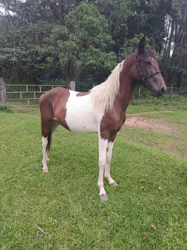 Potra pampa mangalarga machado 
