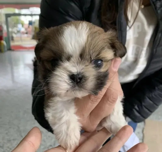 Shih tzu
