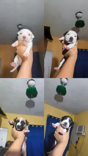 Filhote de Pit Bull 