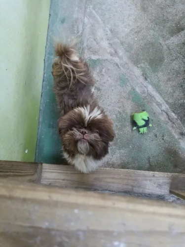 cachorros doação