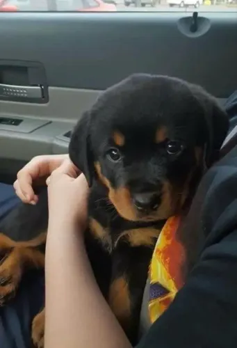 Rottweiler :rottweiler filhotes ¿