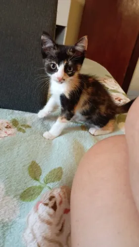 Gatinhas para adoção 