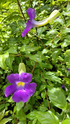 Mudas de Thunbergia Arbustiva 