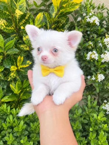 Chihuahua Pelo Longo