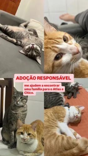 ADOÇÃO RESPONSÁVEL ATLAS E CHICO