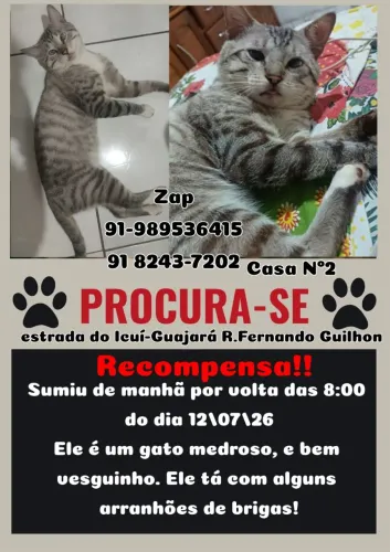Gato/Ler Descrição!!