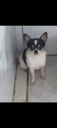 Chiuhauha macho