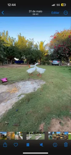 Ganso sinaleiro branco macho