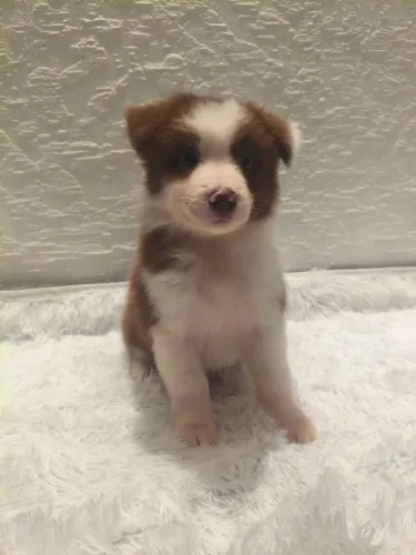 Border Collie macho filhote 