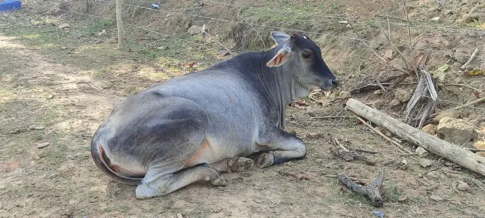 Vendo Novilha inseminada 