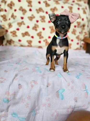 Cachorro filhote Pinscher/Pincher/Pinsher/Pintier pequenos no tamanho e grandes no carinho