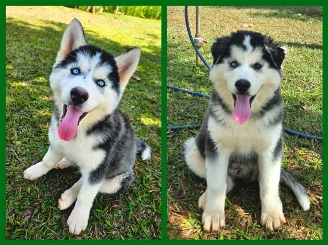 PROMOÇÃO de FILHOTES DE HUSKY SIBERIANO com PEDIGREE da CBKC!!! Com DESCONTO de R$ 300,00!