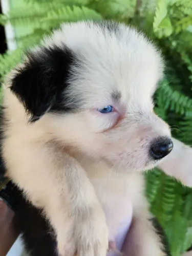 Filhotes de Border Collie 