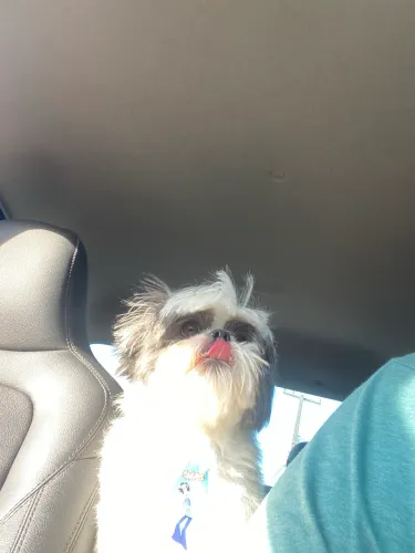 Shih Tzu procura namorada