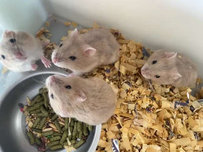 Hamster Anão Russo