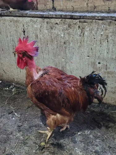 Galo pescoço  pelado 