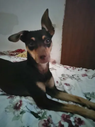Pinther 3 