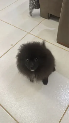 Cachorro SPITZ alemão