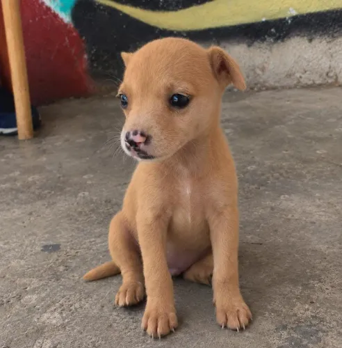 PINSCHER MACHO NÚMERO 2