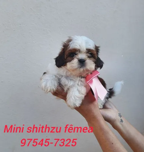 Mini shithzus com garantia de saúde
