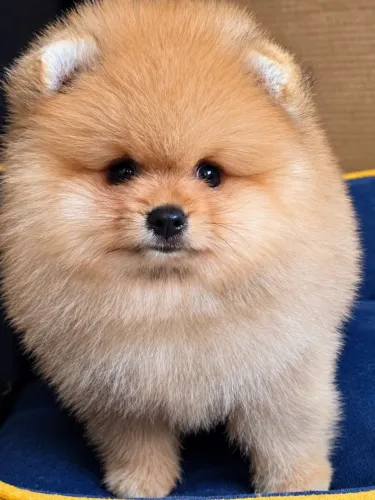 Lulu da Pomerânia