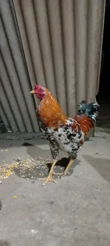 Galo caipira