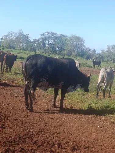 Vende boi gordo novilha gorda e vaca gorda 