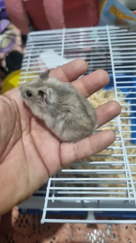Hamster Anão Russo 