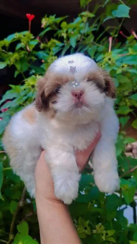 Shih Tzu fêmea